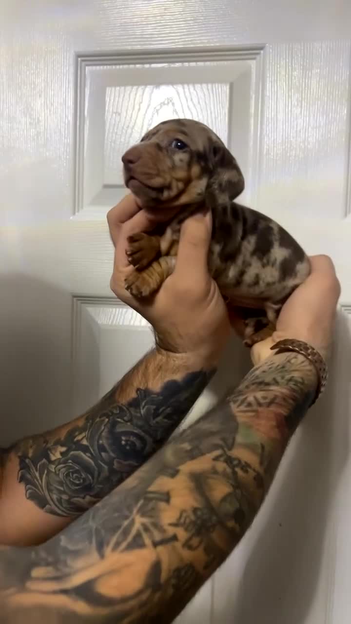 Miniature Dachshund dogs for sale: Isabelle tan dapple miniature dachshund KC reg - Video 2