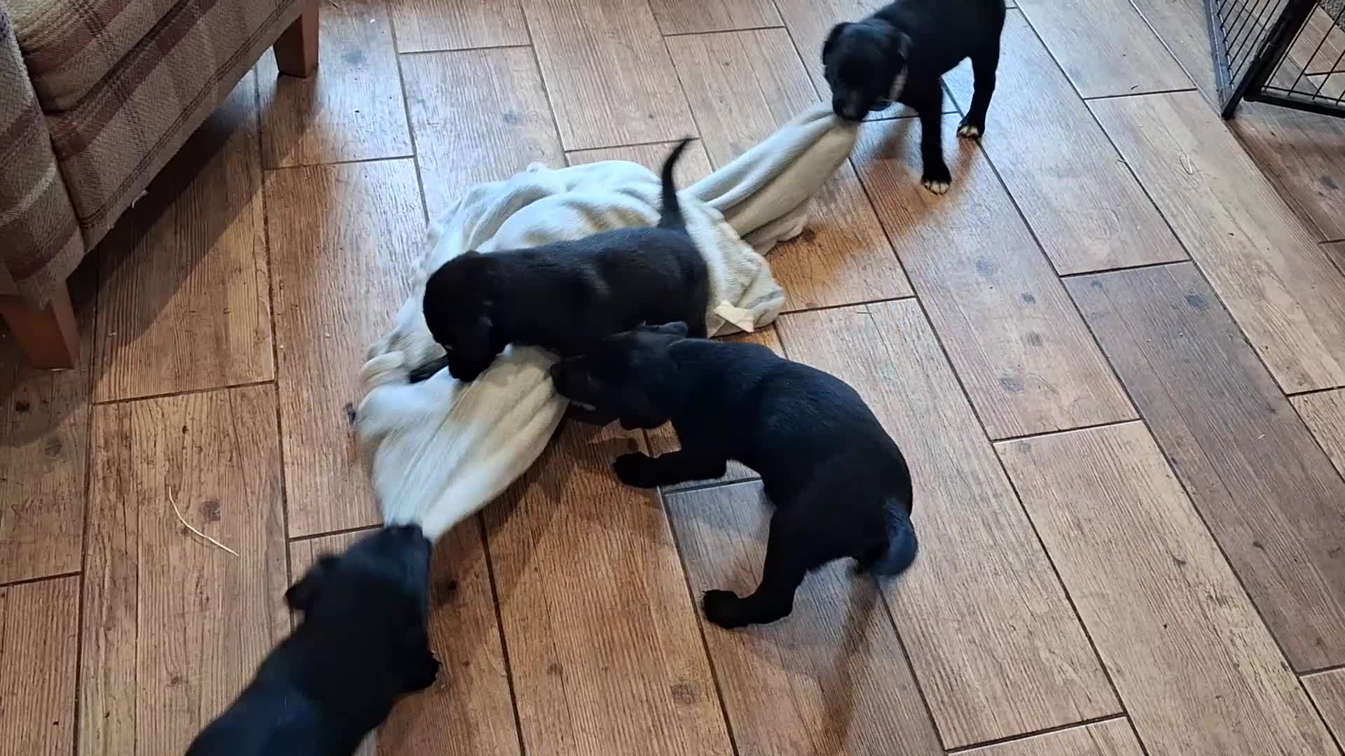 Borador dogs for sale: Gorgeous Borderdor Pups - Video 2