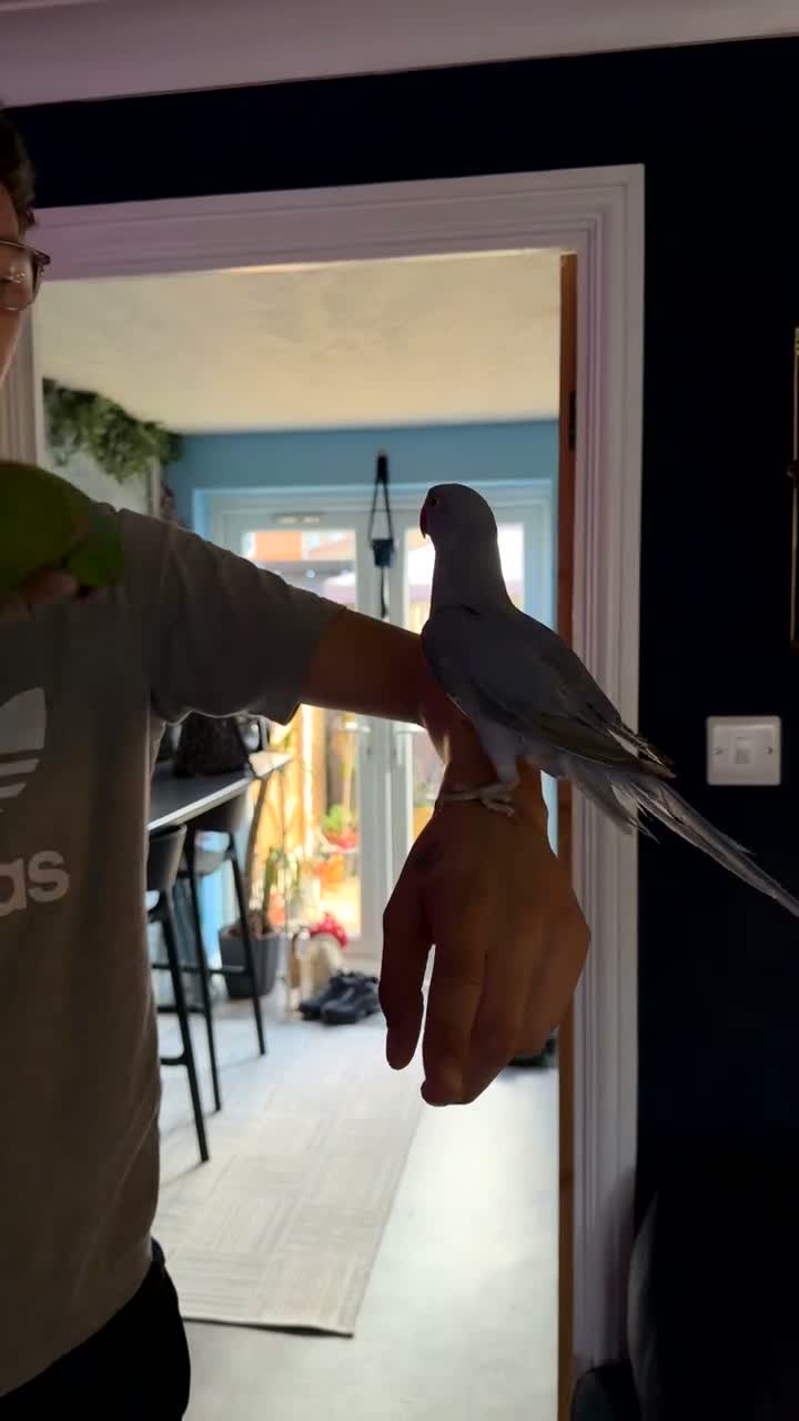 Ringnecks birds for sale: Baby ringneck - Video 1