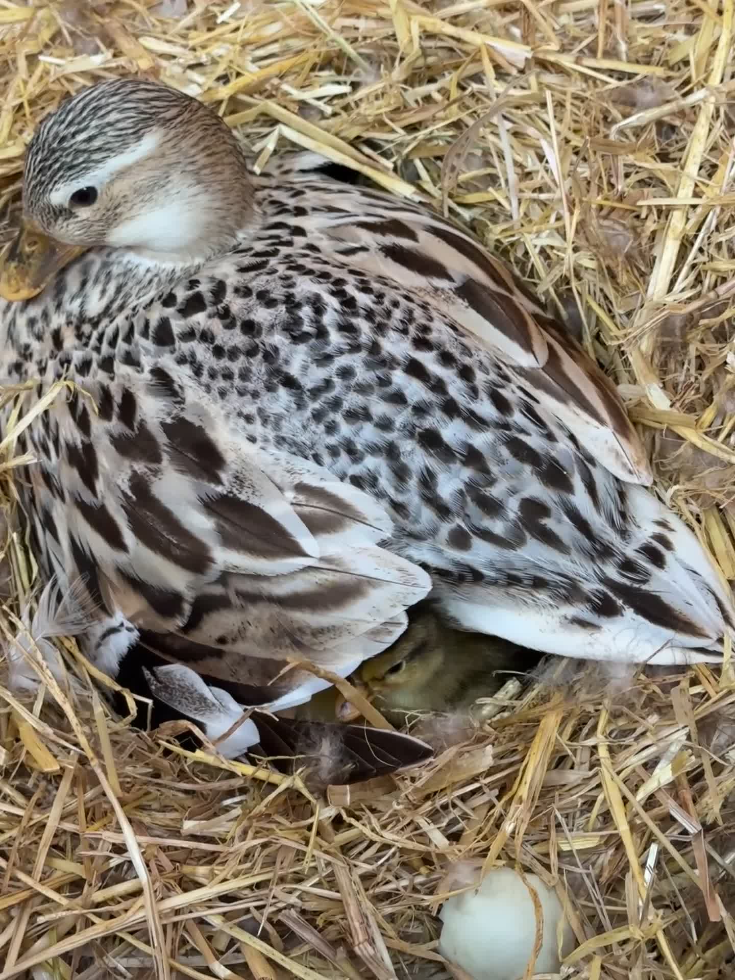 Ducks poultry for sale: Call ducks - Video 1