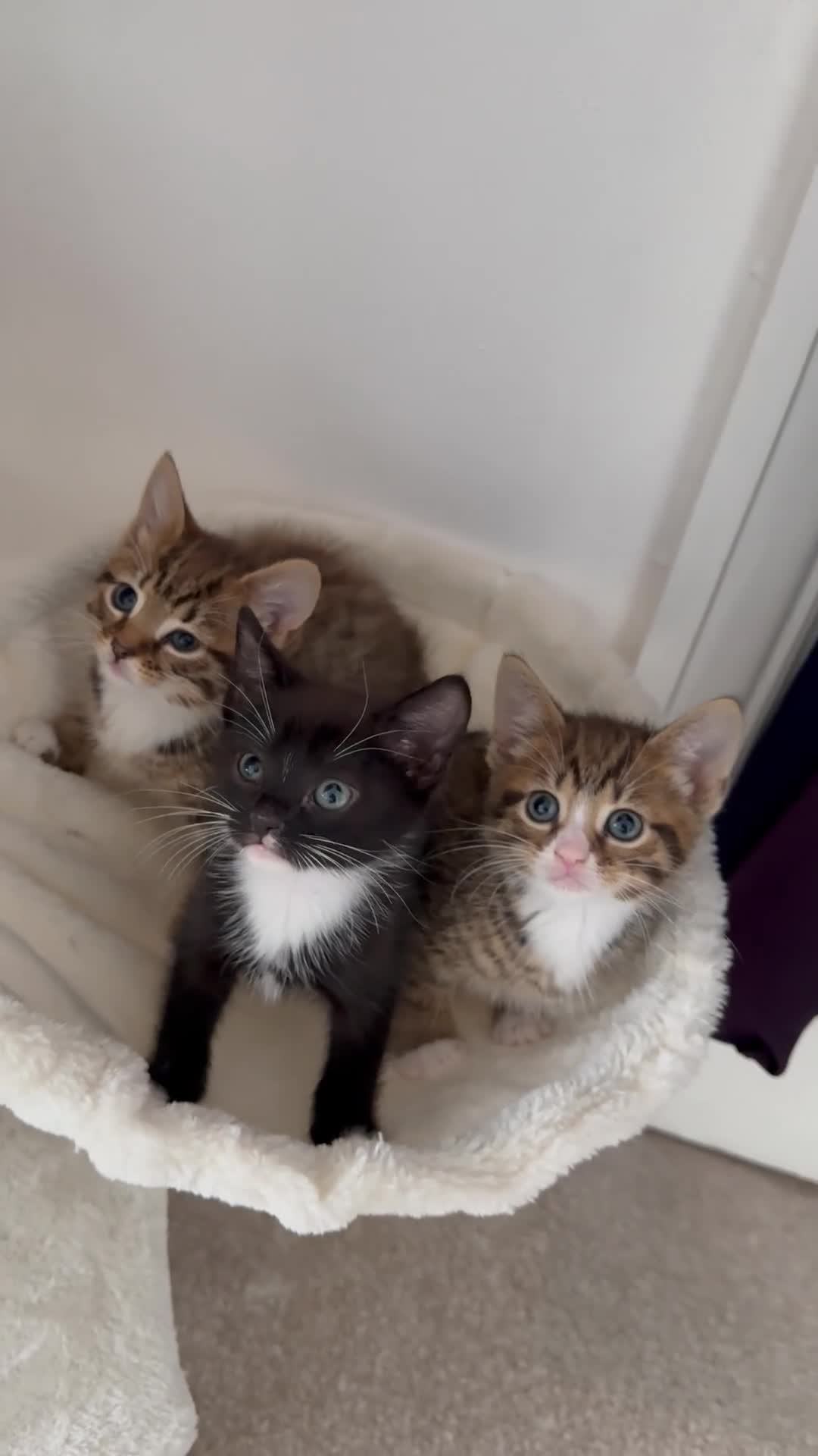 Mixed Breed cats for sale: Cutest Tuxedo kitten, Teddy - Video 1