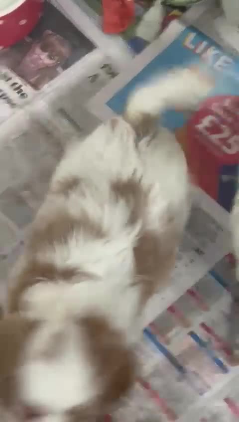 Cavapoo dogs for sale: 2 cheeky Male Cavapoo pups - Video 1