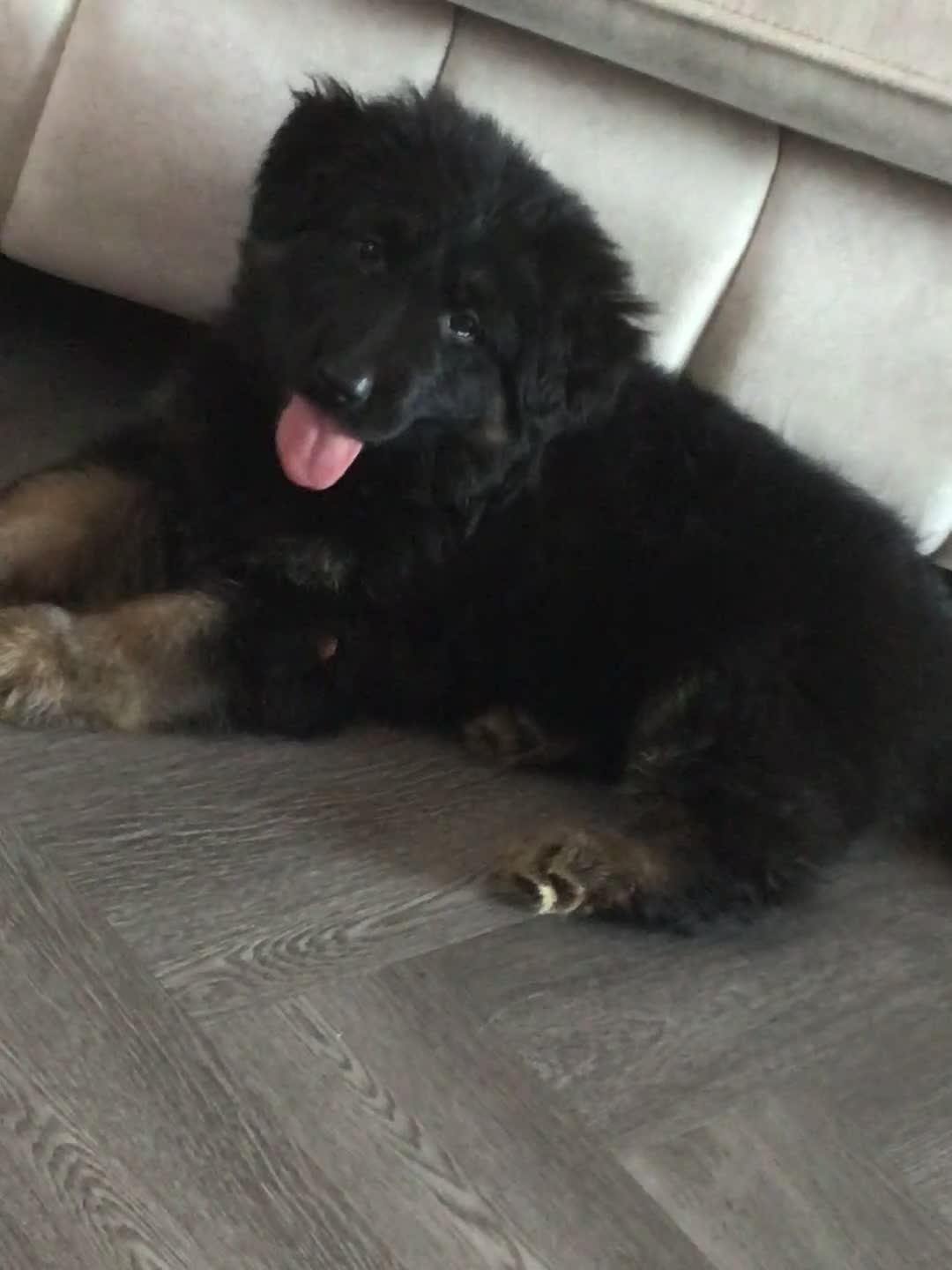 German Shepherd dogs for sale: German shepherd straight back puppies - Video 2