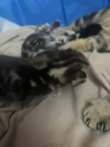 Domestic Shorthair cats for sale: Kittens for sale  - Video 1