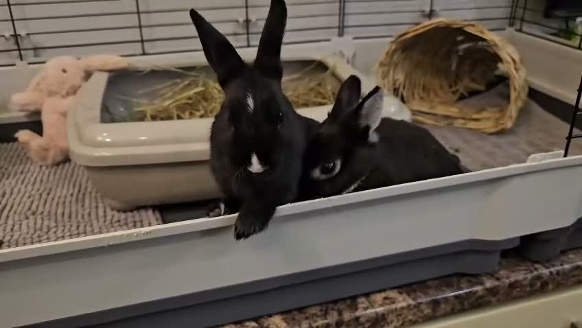 Netherland Dwarf rabbits for sale: *AVAILABLE* Purebred Netherland Dwarf Doe - Video 3