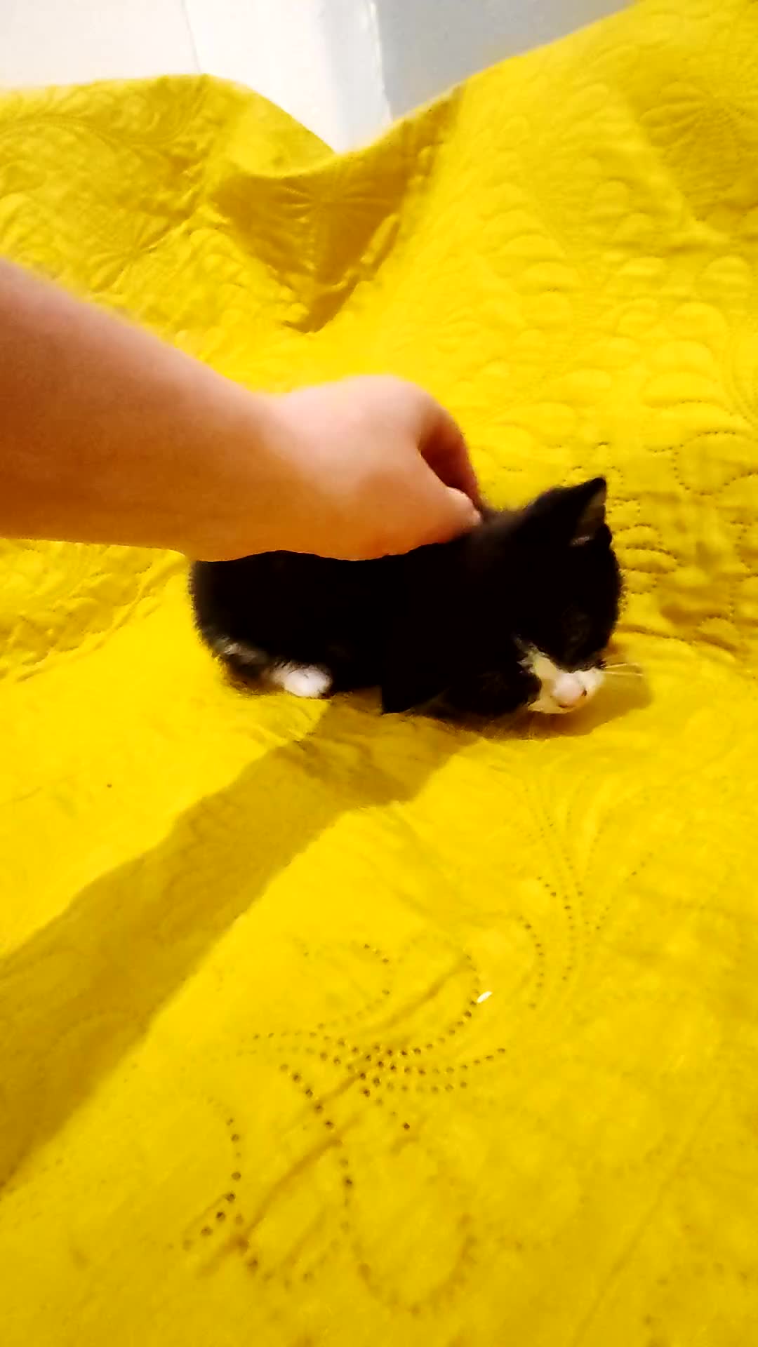 Mixed Breed cats for sale: Beautiful kittens VIDEOS - Video 2