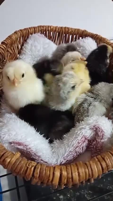 Chickens poultry for sale: Emerald Sapphire Blue Egg Layer Chicks for Sale - Video 1