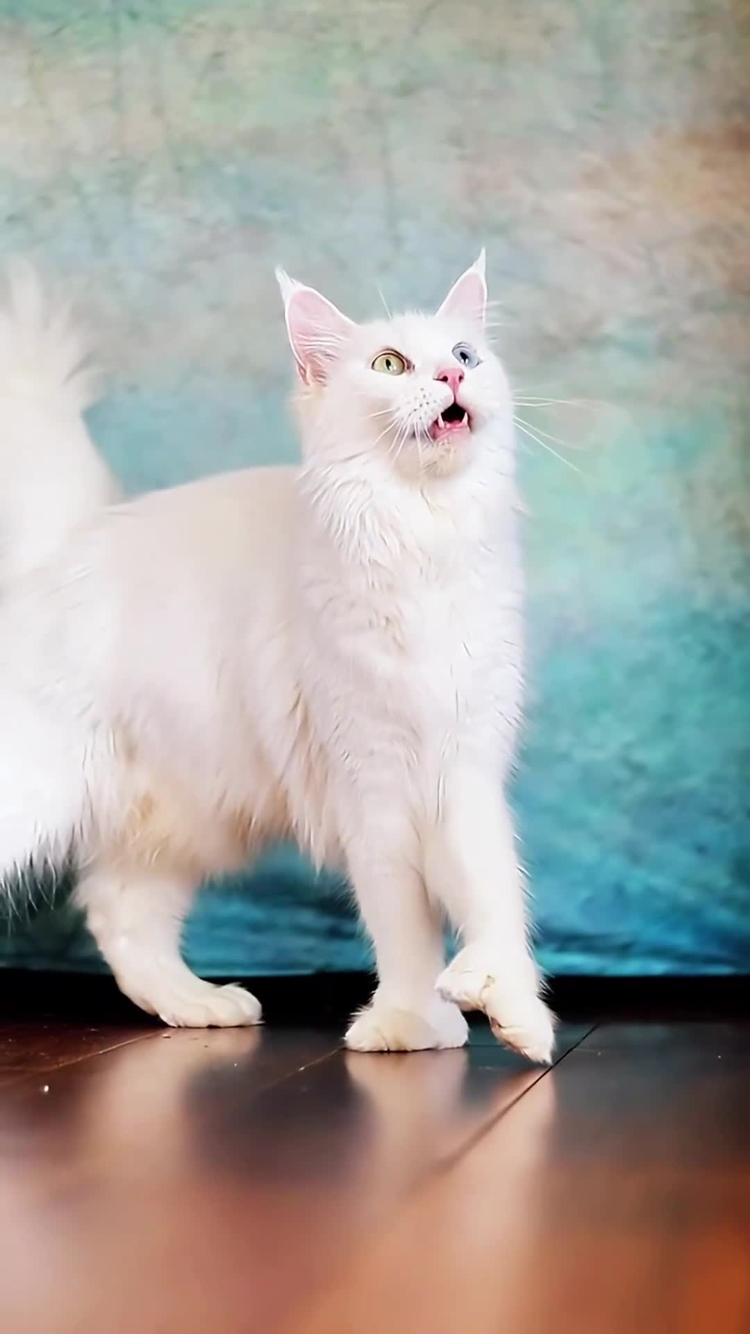 Maine Coon cats for sale: White Polydactyl boy / Russian import parents - Video 1