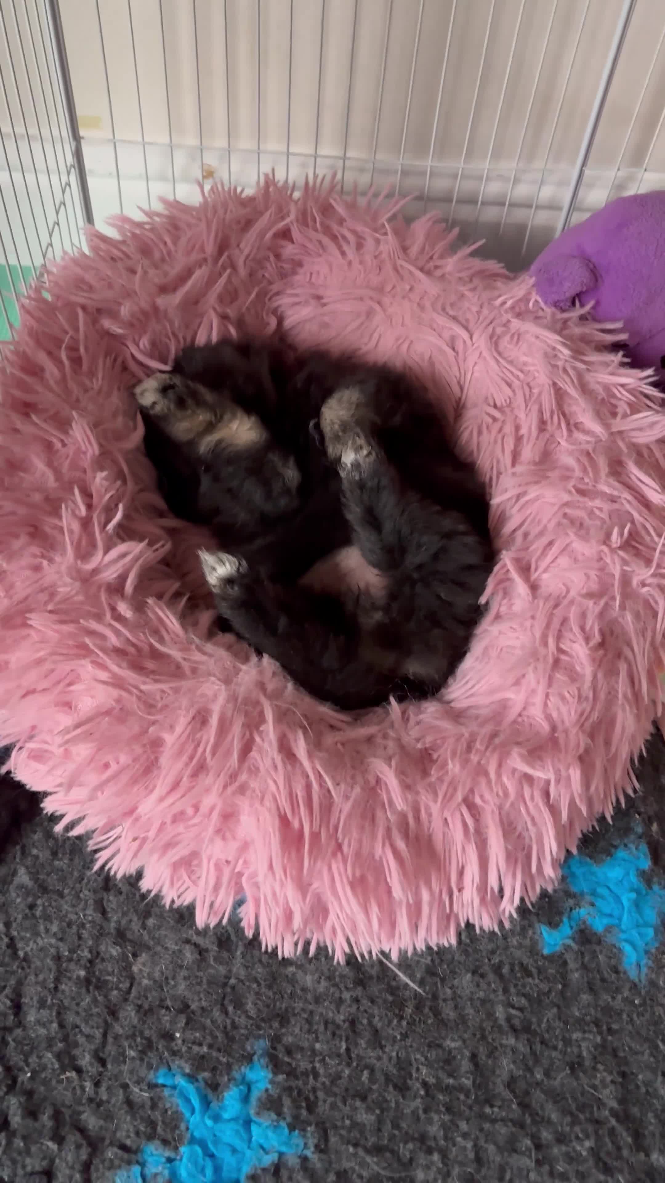 Pomeranian dogs for sale: Tiny Female Black Pomeranian Puppy  - Video 1