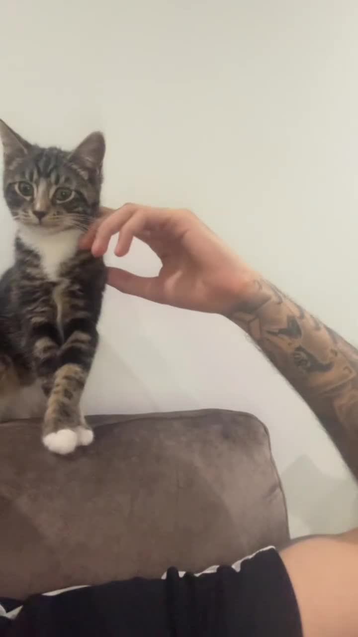 American Shorthair cats for sale: 1-Year-Old Tabby American Shorthair – Kylie in Slough - Video 1