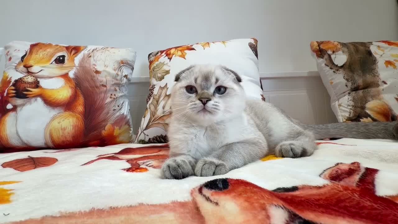 Scottish Fold cats for sale: 💙🐾 **Gorgeous Scottish Fold Boy ** - Video 1