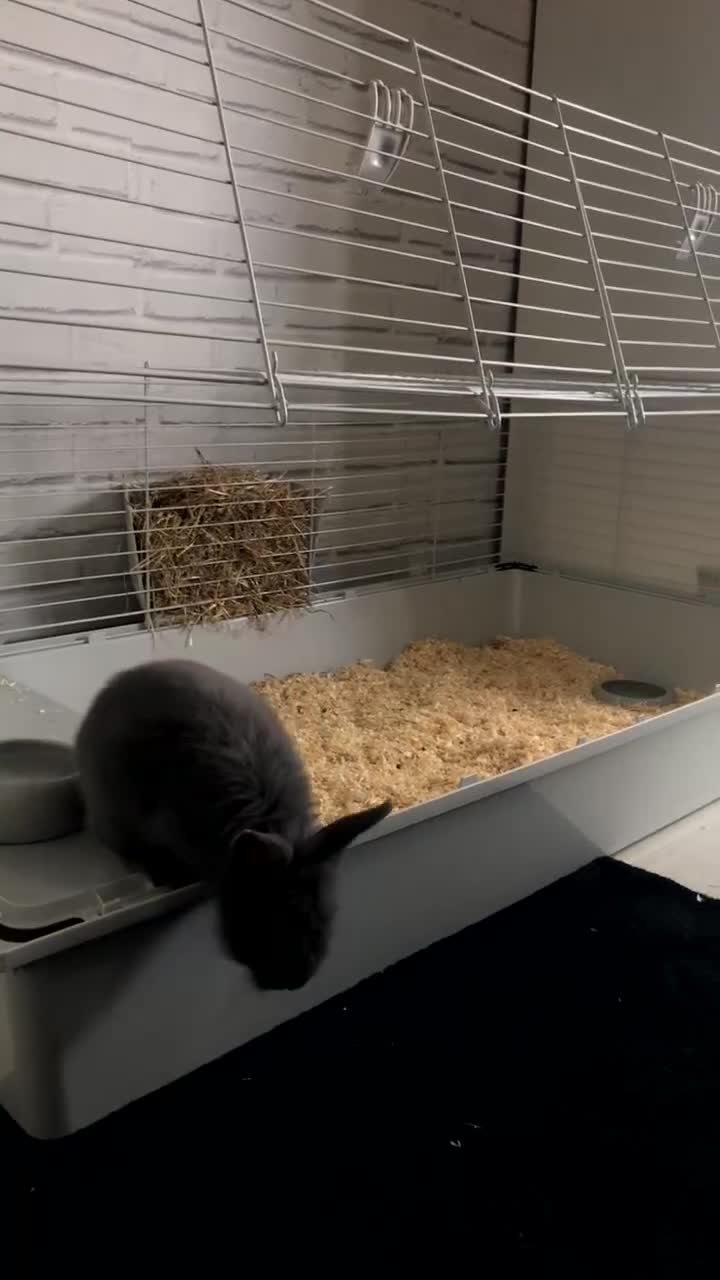 Lionhead rabbits for sale: Beautiful male lionhead  - Video 1