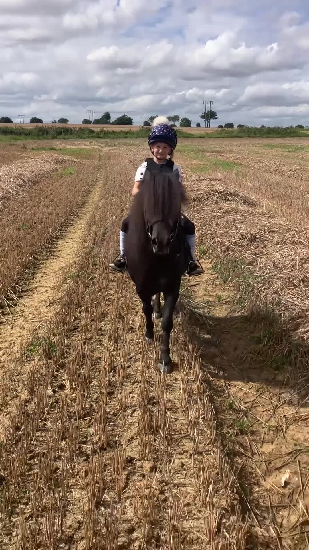 Shetland pony horses for sale: Shetland - Video 1