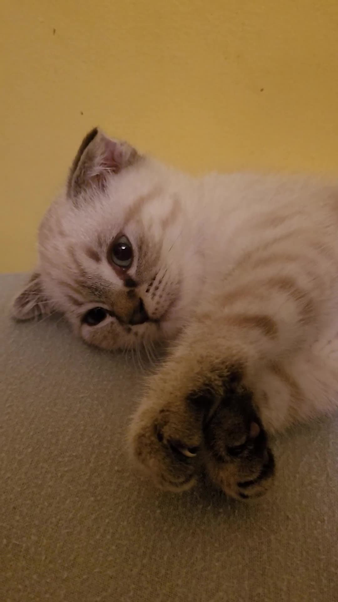 Scottish Fold cats for sale: Scottish fold kittens  - Video 2