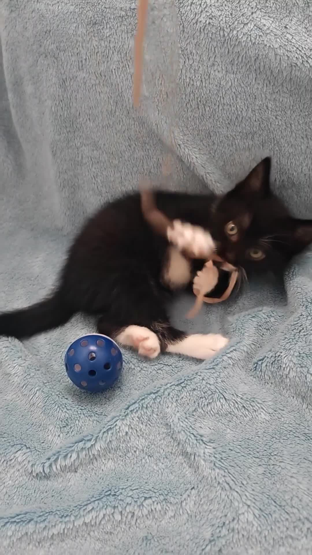 Mixed Breed cats for sale: Beautiful Kittens VIDEOS - Video 3