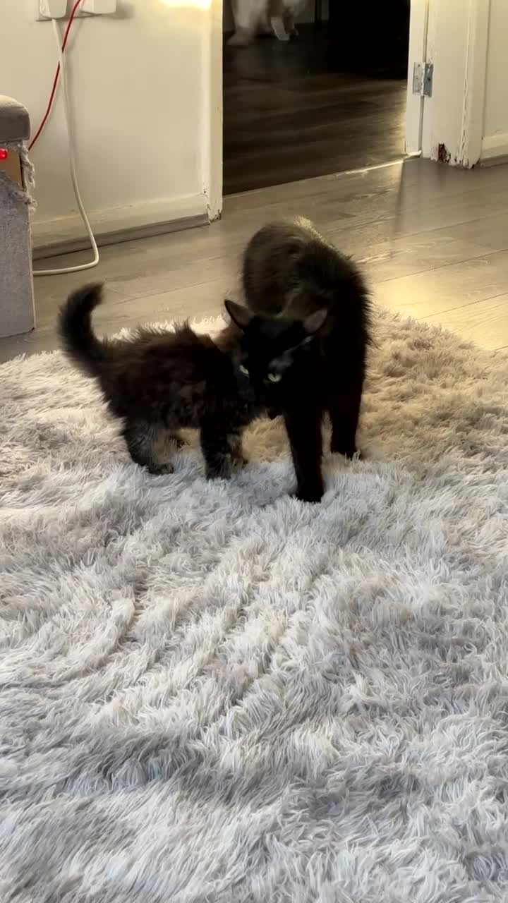 Maine Coon cats for sale: Mixed Main coon kittens available  - Video 1