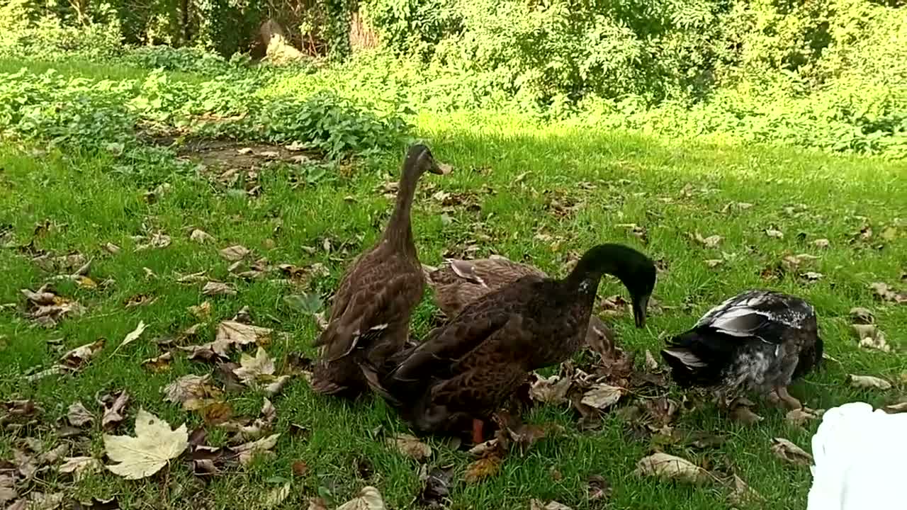 Ducks poultry for sale: Indian Runner Ducks in Chorley - Video 1