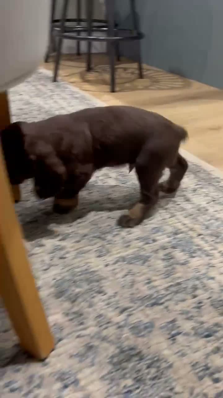 Cocker Spaniel dogs for sale: Chocolate and Tan cocker spaniel dog pup  - Video 1