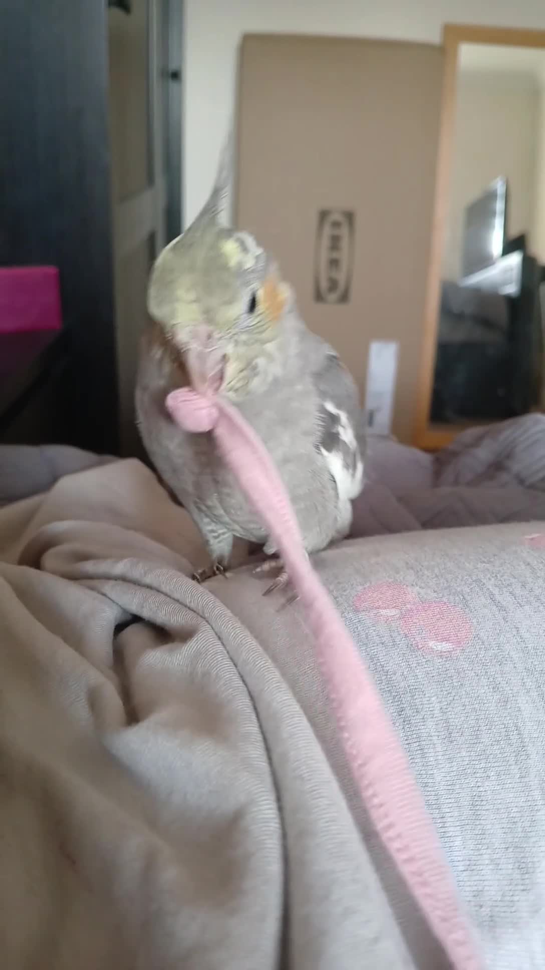 Cockatiels birds for sale: Hand tame pied cockatiel  - Video 1