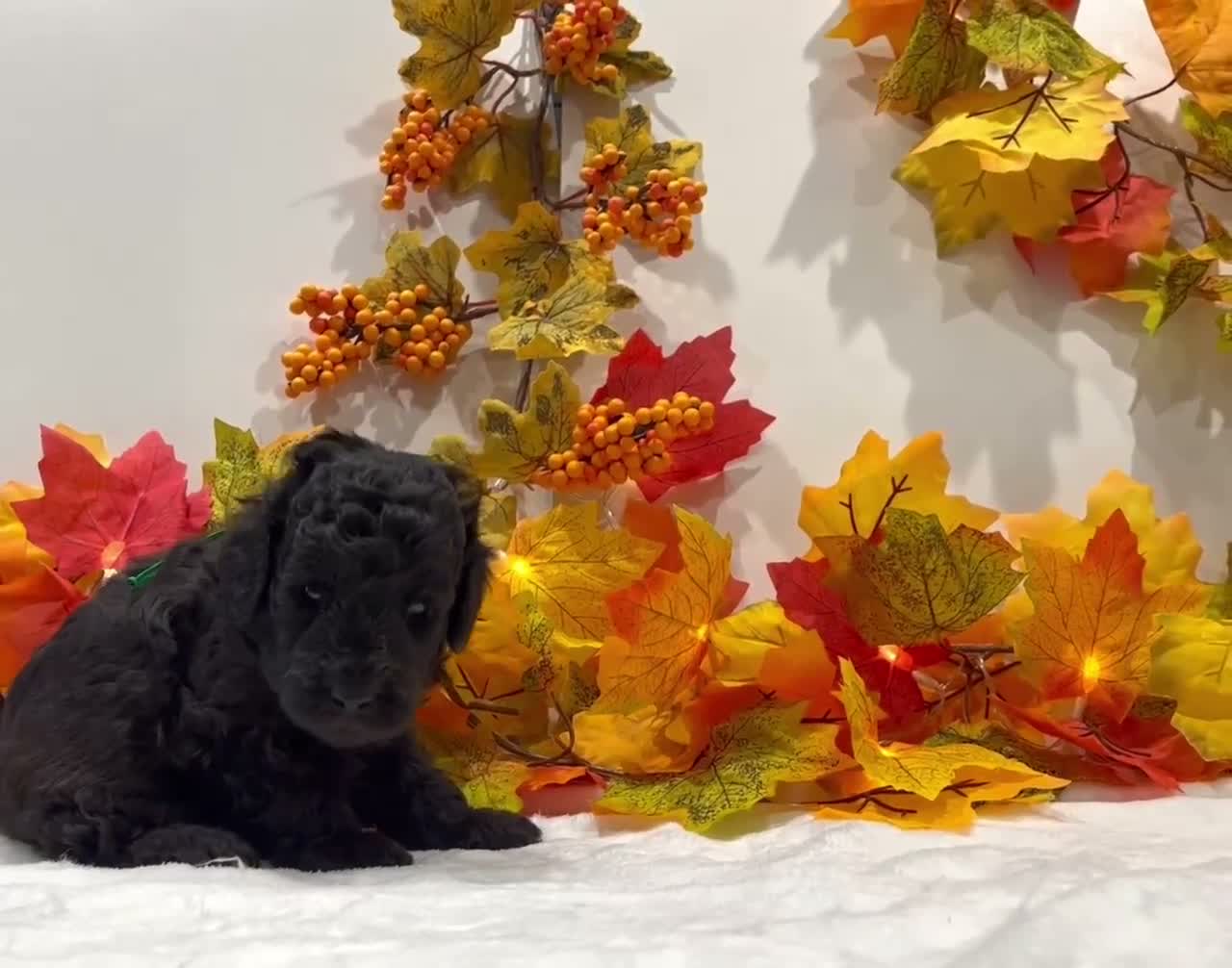Miniature Poodle dogs for sale: 🌟RARE Silver Miniature Poodle Puppies DNA CLEAR🌟 - Video 2
