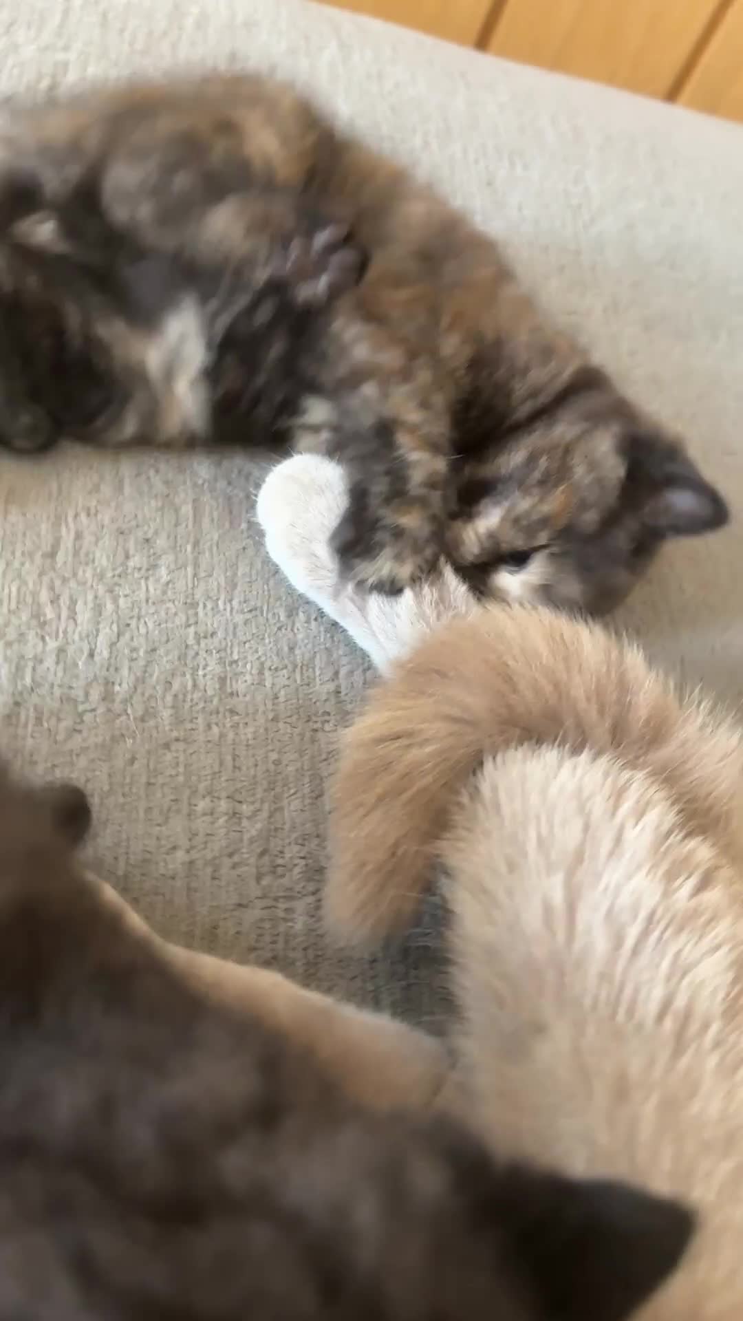 Mixed Breed cats for sale: 3 beautiful kittens  - Video 5