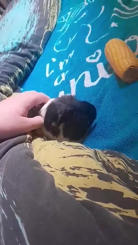 Guinea Pig rodents for sale: 3 bonded female guinea pigs with the 1 stkry cage  in Manchester - Video 2