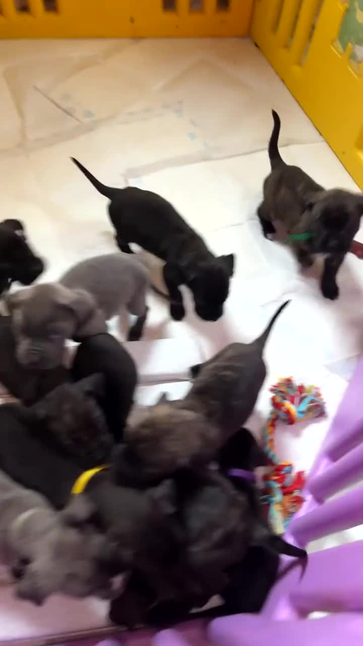 Cane Corso dogs for sale: Cane Corso first litter of puppies !! - Video 2