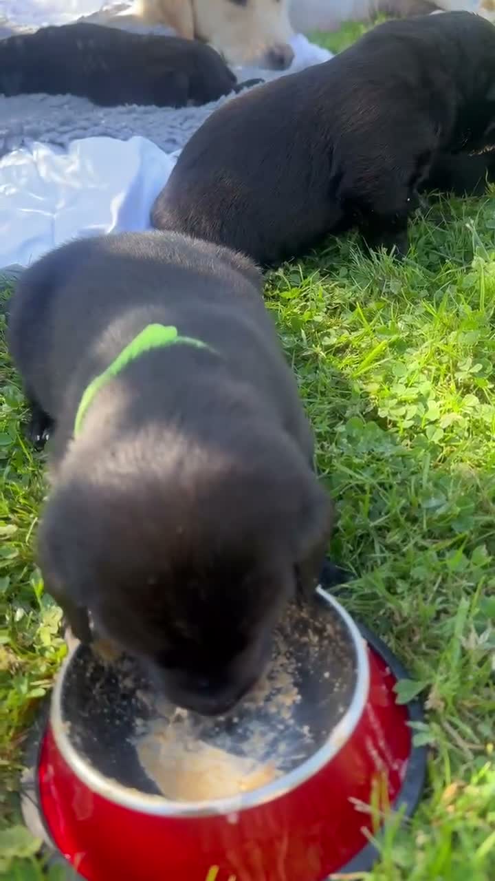 Mixed Breed dogs for sale: Labrador cross in Bridport - Video 1