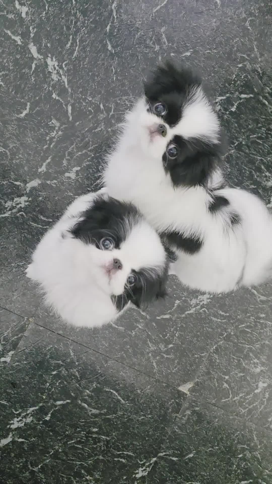 Japanese Chin dogs for sale: Beautiful Japanese Chin puppies - Video 1