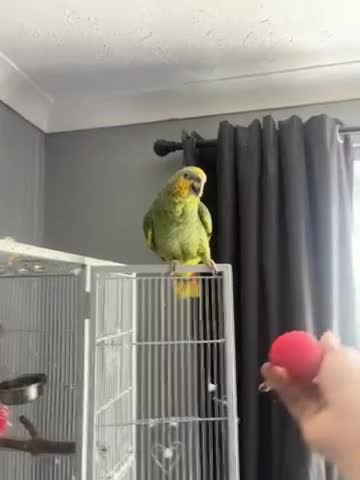 Parrots birds for sale: Amazon blue fronted parrot  - Video 5