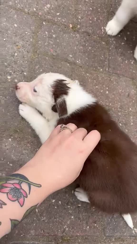 Border Collie dogs for sale: Red and white border collie puppies  in Rugeley - Video 2