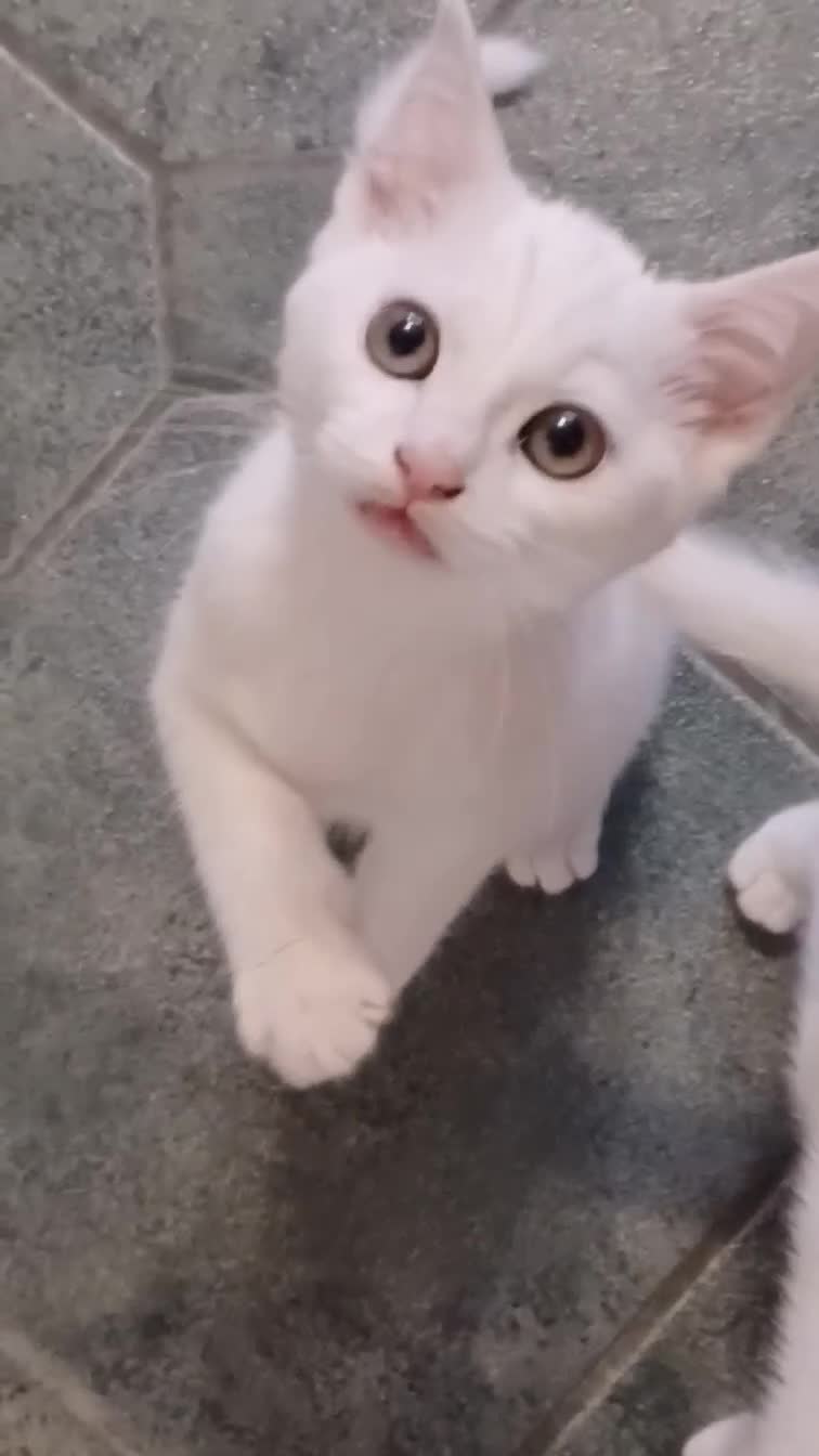 Mixed Breed cats for sale: Ready Now - Trained Ragdoll Mix Kittens Blue Eyes - Video 1
