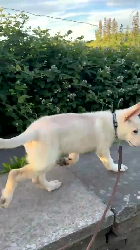 German Shepherd dogs for sale: Male  - Video 1
