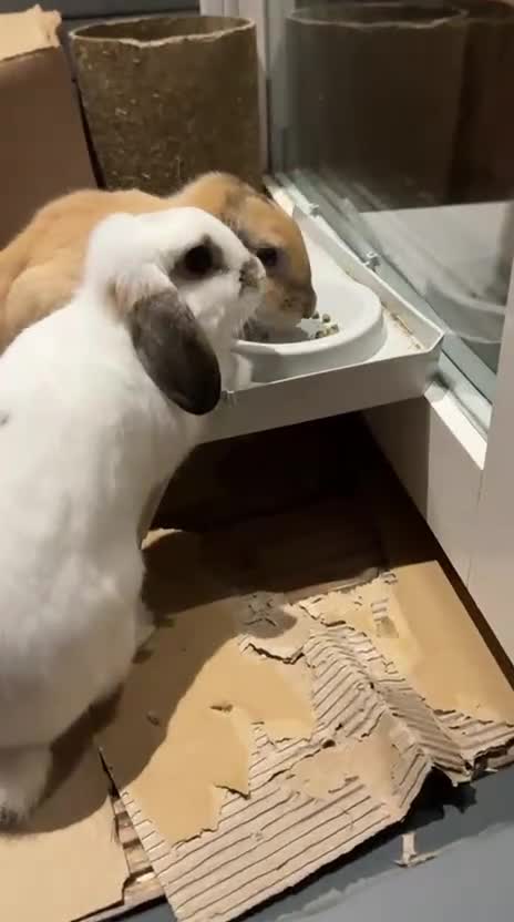 Mini Lop rabbits for sale: Bonded Mini Lop Rabbits + Hutch & Cage - Video 1