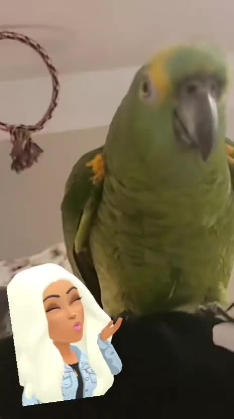 Parrots birds for sale: Blue fronted amazon  - Video 2