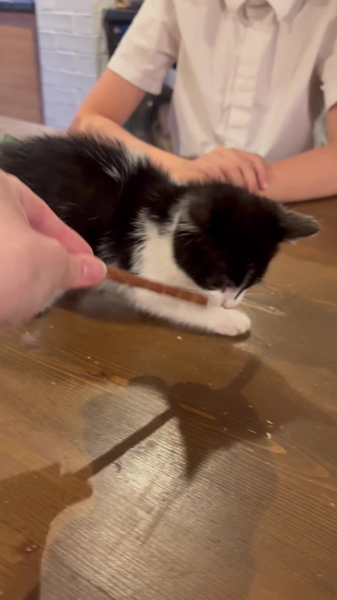 Mixed Breed cats for sale: Beautiful Short Hair Kittens - Video 5