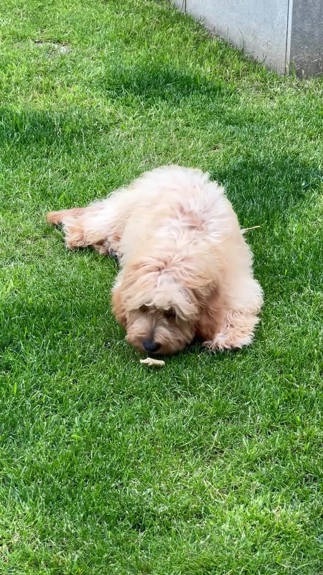 Cavapoo dogs for sale: F1 Cavapoo, 2 year old - Loving Home Needed in Norwich - Video 1