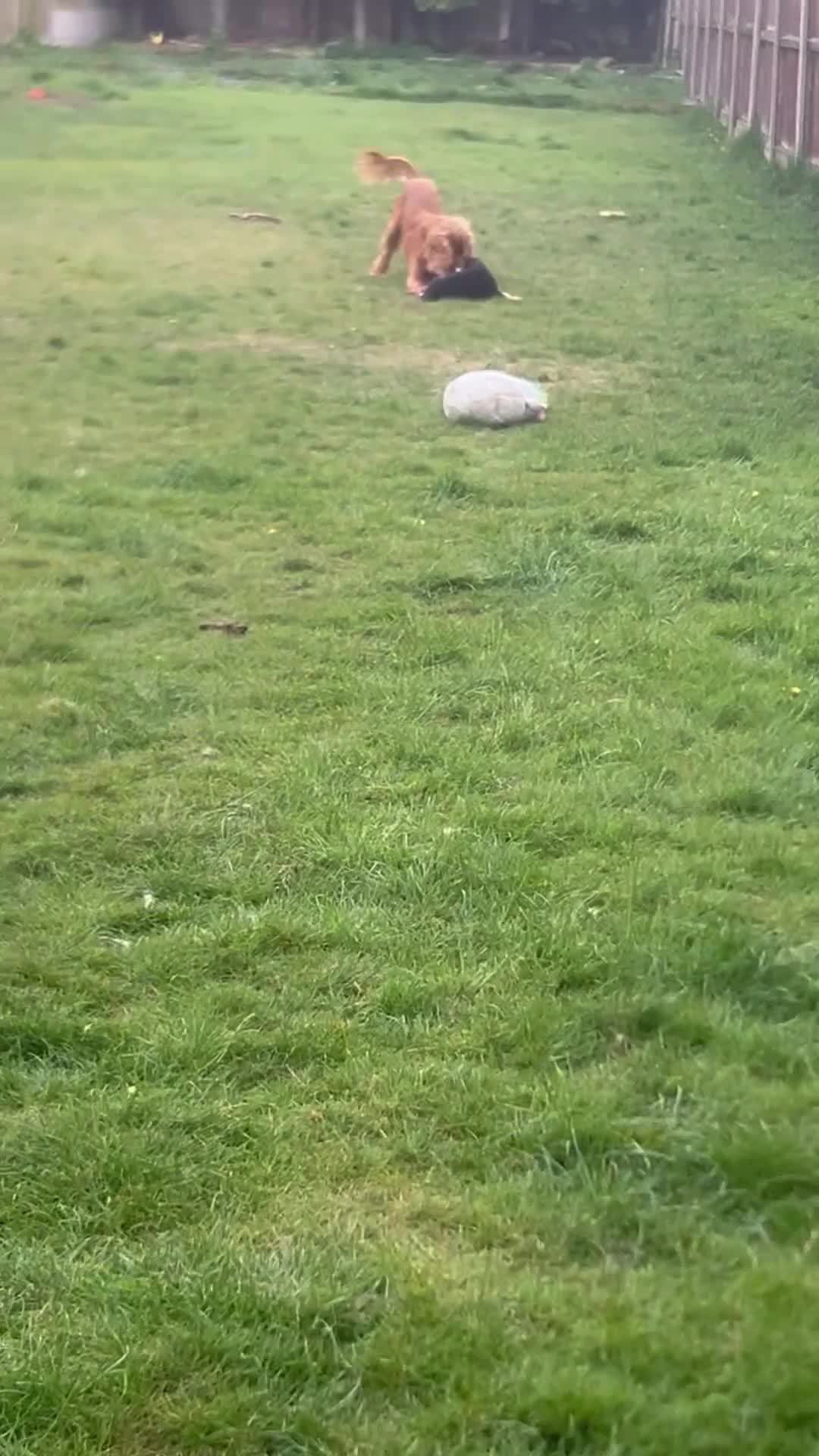 Cocker Spaniel dogs for sale: Beautiful show cocker GIRLs - Video 1
