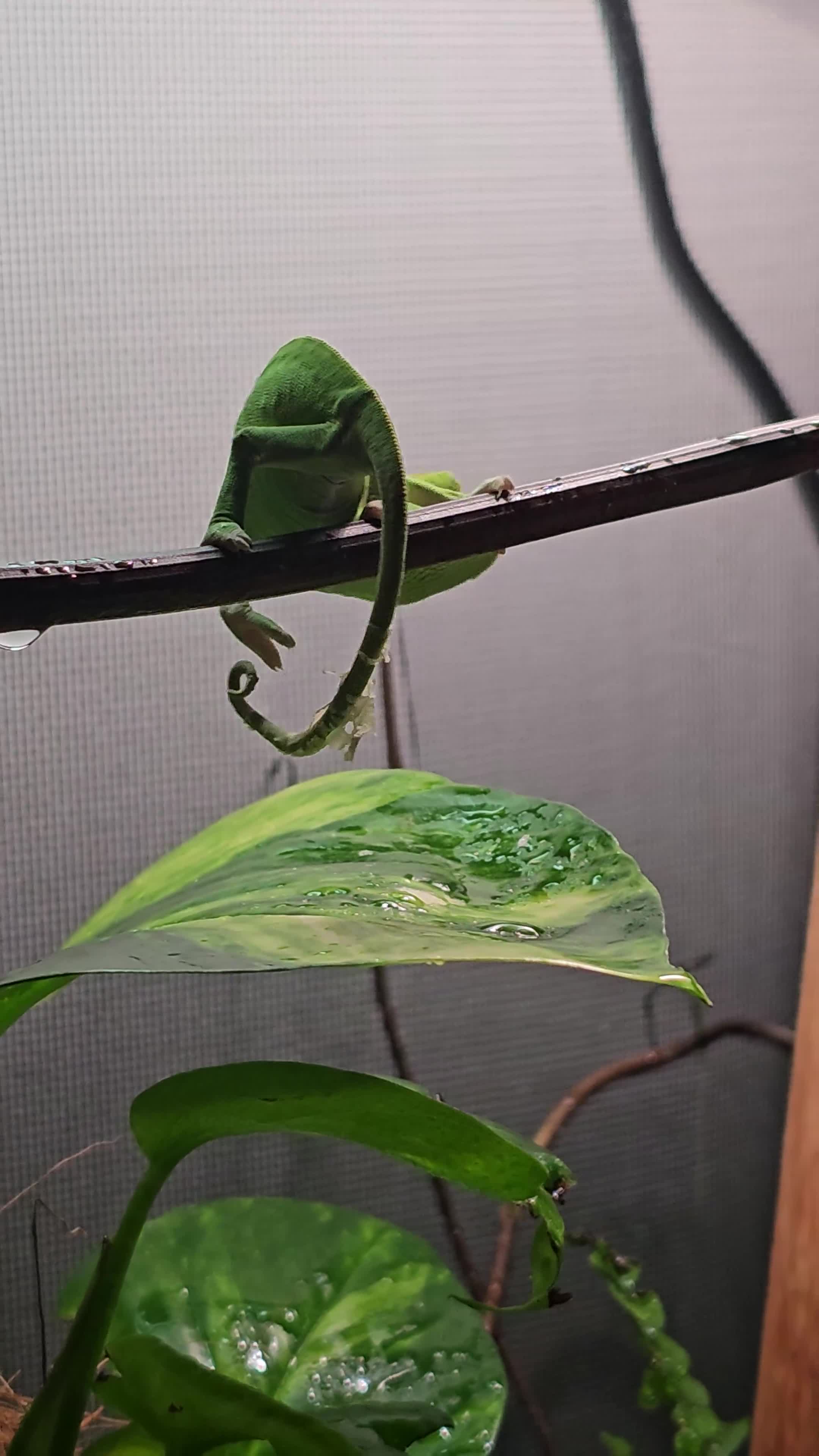 Chameleon reptiles for sale: Baby Chameleon & full set up in Camborne - Video 1