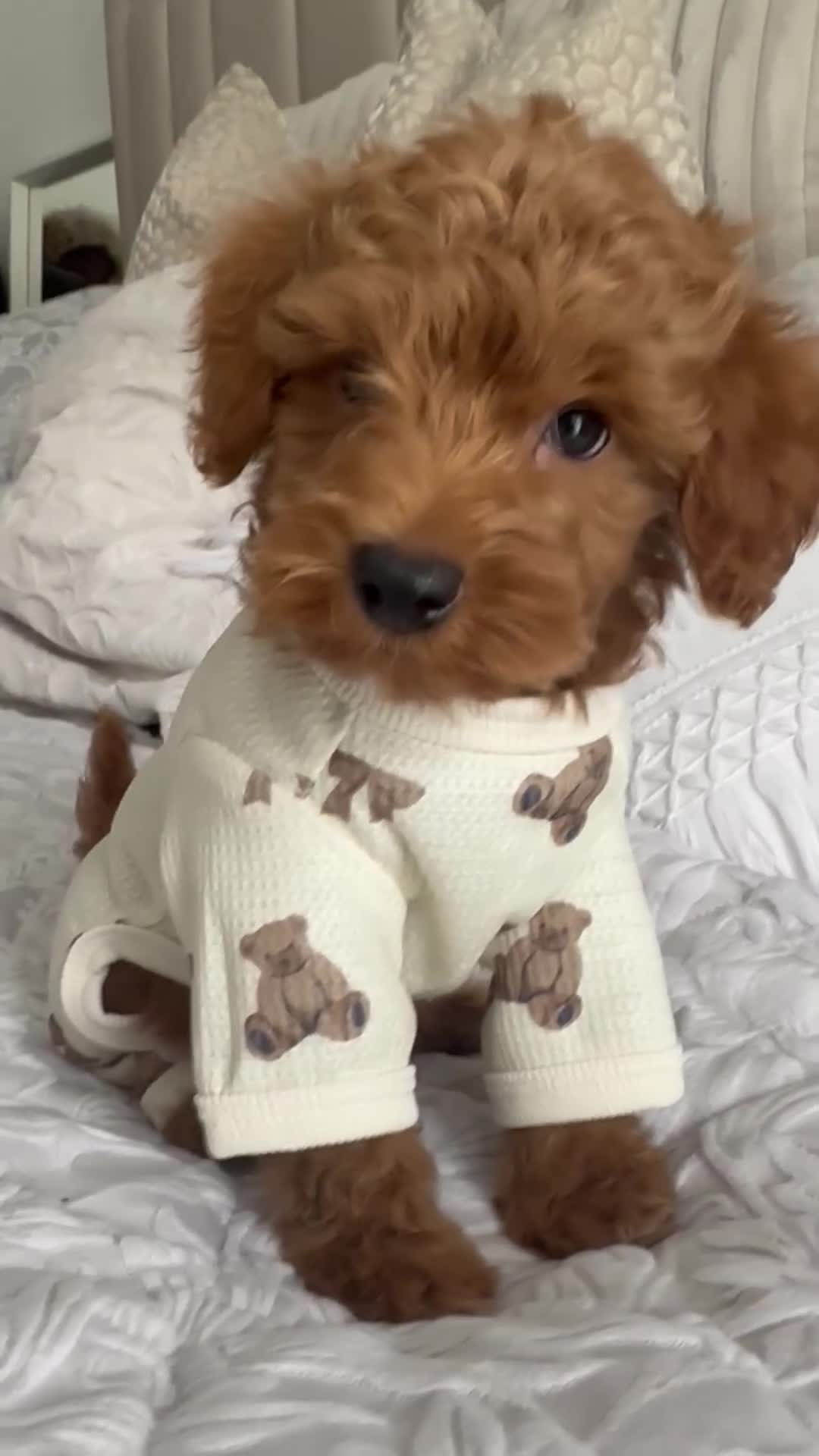 Maltipoo dogs for sale: **CHAMPION MALTIPOOS* HEALTH TESTED PARENTS** - Video 1