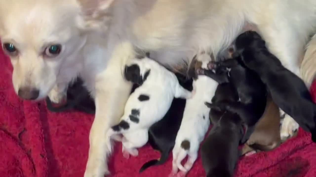 Mixed Breed dogs for sale: Beautiful Jack russels  - Video 1
