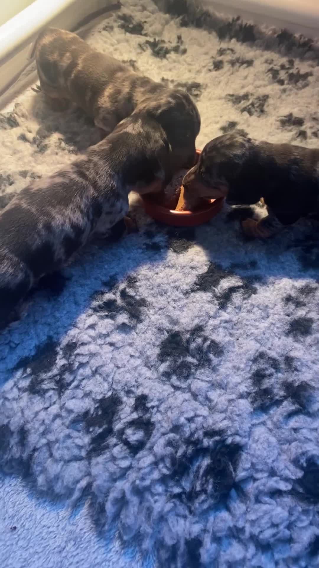 Miniature Dachshund dogs for sale: KC registered champion bloodlines beautiful pups - Video 2