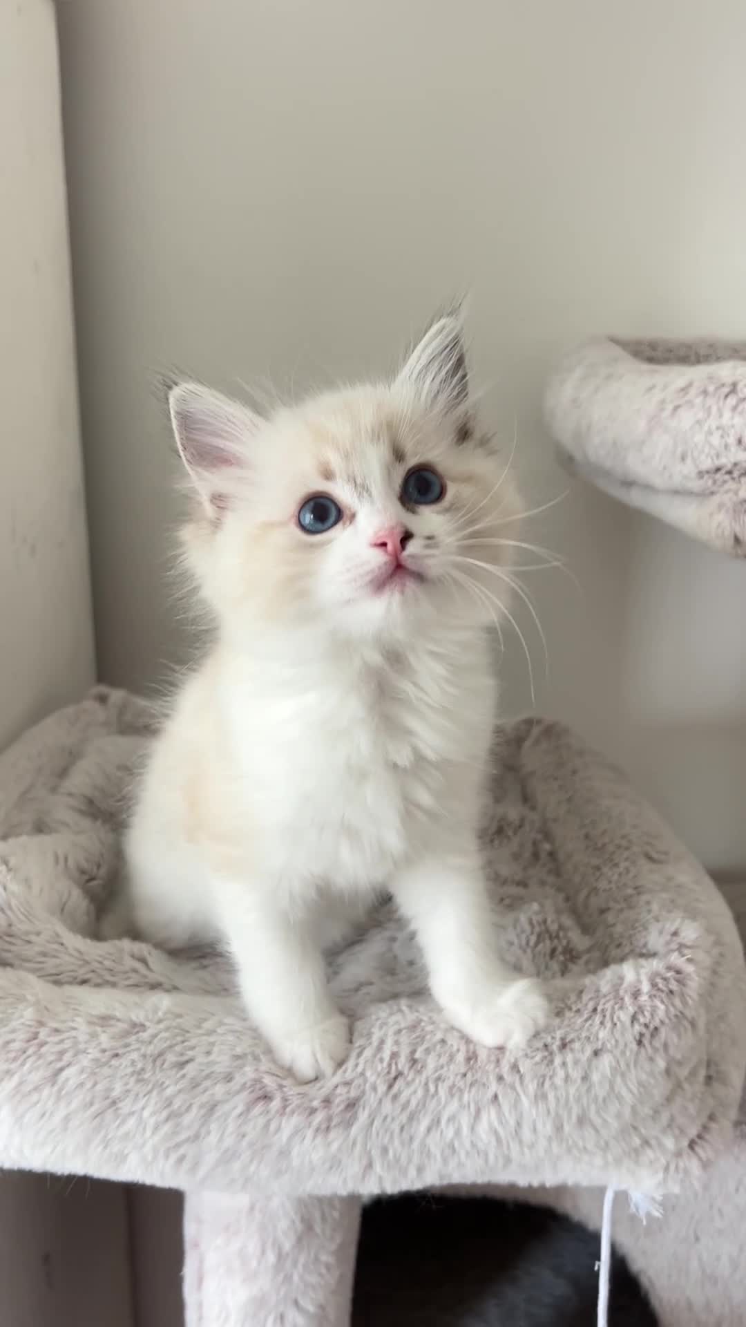 Ragdoll cats for sale: Seal Lynx Bicolour Ragdoll female ready now 💕 - Video 1