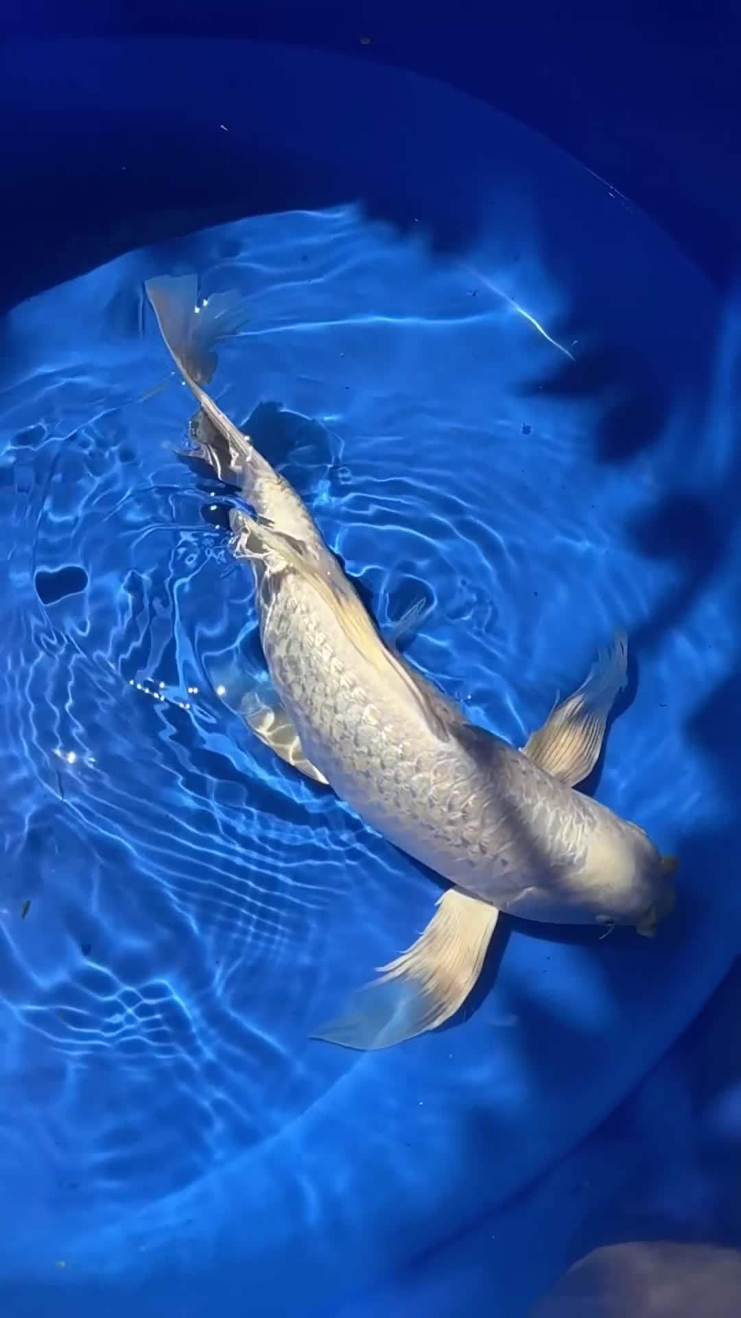 Koi Carp fish for sale: Stunning Japanese Purachina Butterfly Koi - Video 2