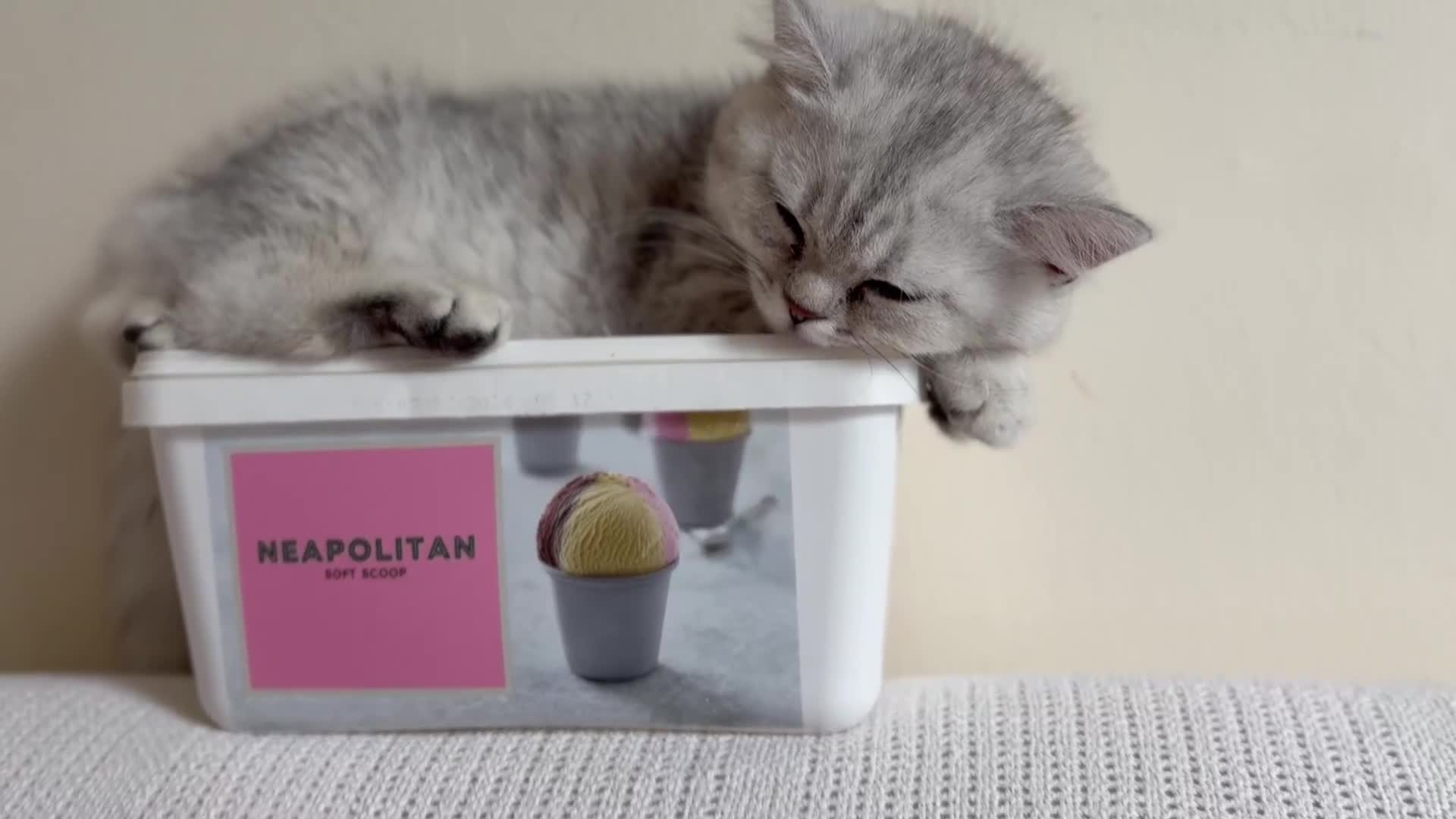 British Shorthair cats for sale: Pedigree|Champion Lines|GCCF Registered| - Video 4