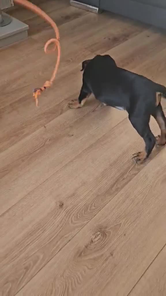 Mixed Breed dogs for sale: Rottweiler x American Staffy Puppies - Video 1