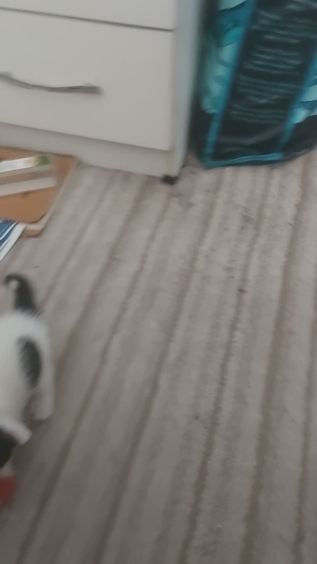 Mixed Breed cats for sale: Four Kittens for sale 80£ each in Nottingham - Video 1
