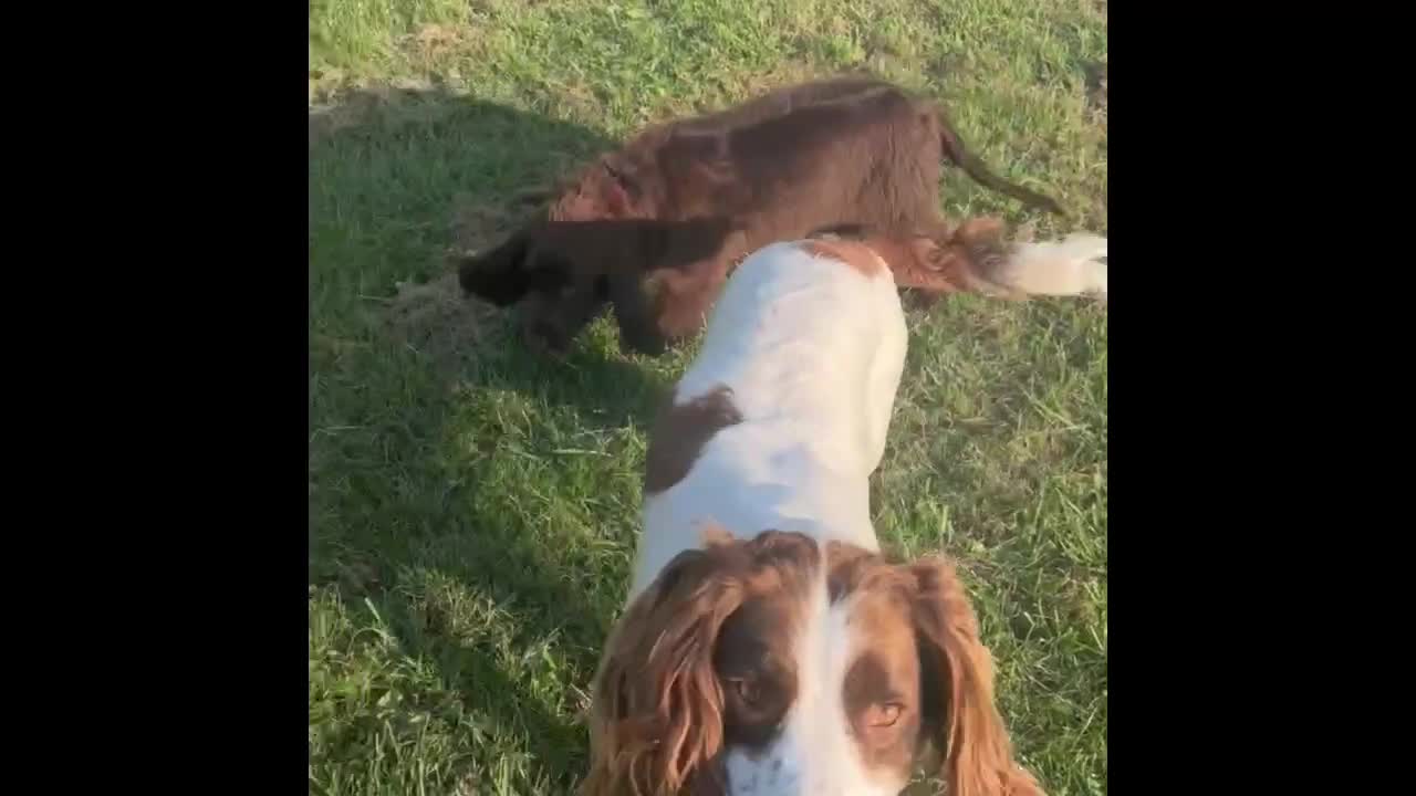 Sprocker dogs for sale: Chocolate Sprocker Spaniels last Girl   in Goole - Video 1