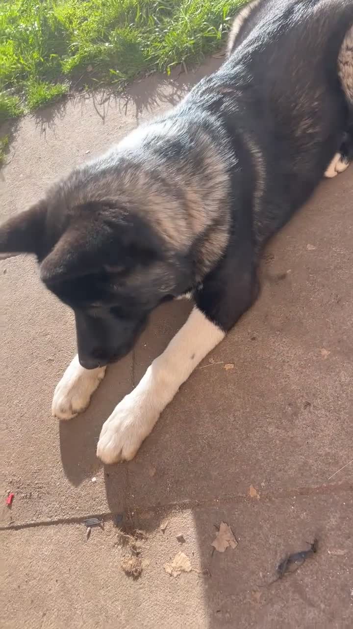 Akita dogs for sale: American Akita girl - Video 1