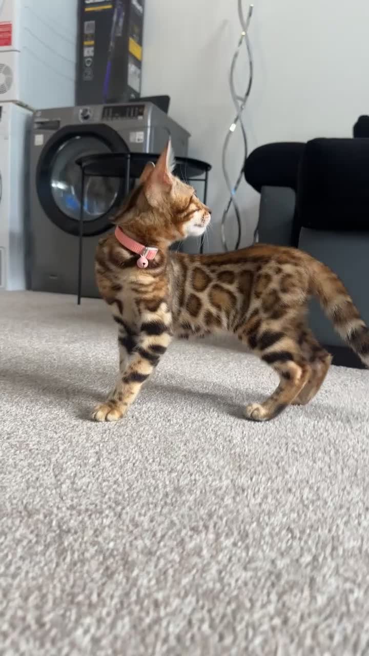 Bengal cats for sale: Bengal kitten for sale  - Video 2